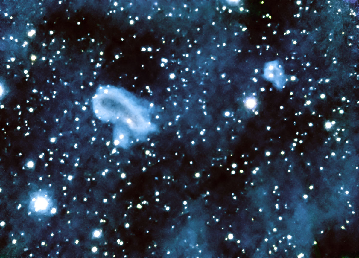 【たかはし様用】WORMED / Planisphaerium Amazon | HIRAISM 爬虫類 シェルター テラリウム 水槽 亀 両生類