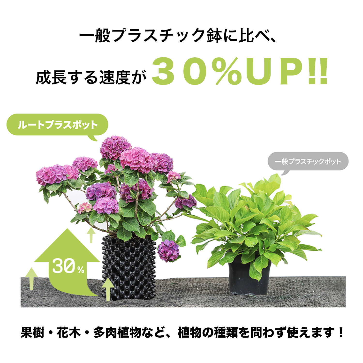 ルートプラスポットの画像3